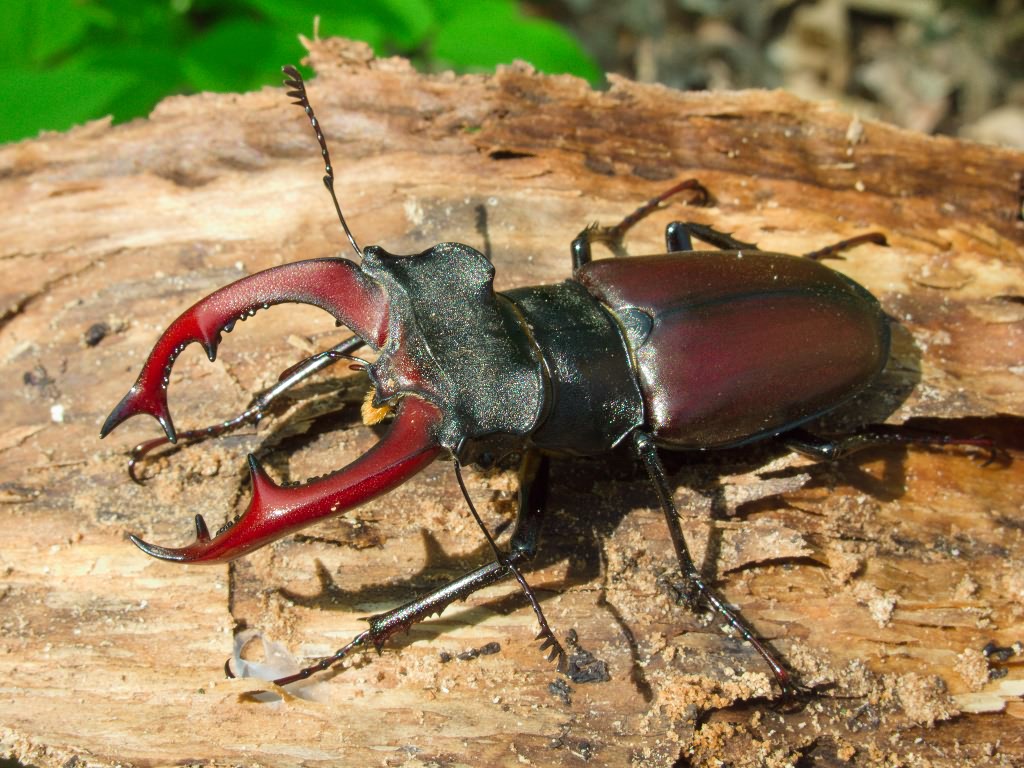 Lucanus cervus (Linnaeus, 1758)